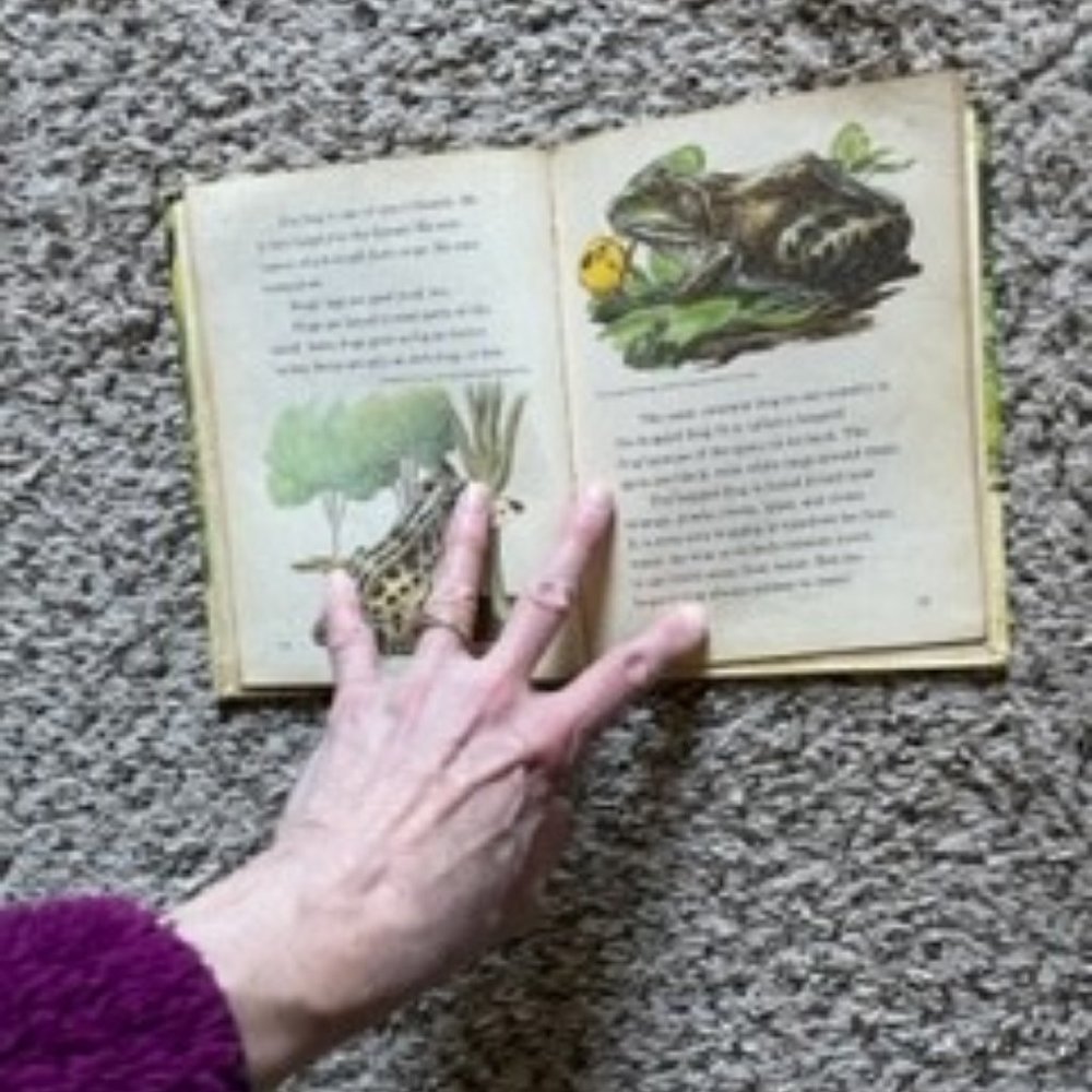 Frogs and Toads - Picture 6 of 7